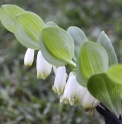 Polygonatum odoratum 'Dunes Ijmuiden'