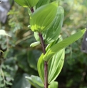 Polygonatum odoratum 'Red Stem'