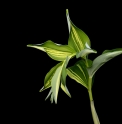Polygonatum odoratum 'Taiga'
