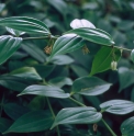 Polygonatum oppositifolium