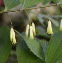 Polygonatum pubescens 