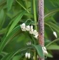Polygonatum sibiricum