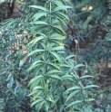 Polygonatum aff.sibiricum DJHC600