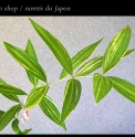 Polygonatum stenophyllum 'Variegata'