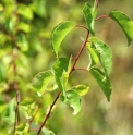 Prunus armeniaca 'Adwall Kunar' AF2494