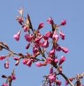 Prunus campanulata