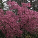 Prunus 'Okame'