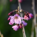 Prunus subhirtella 'Fukubana'