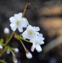 Prunus incisa 'Mikinori'