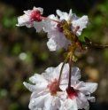 Prunus incisa 'Oshidori'
