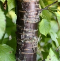 Prunus x schmittii