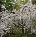 Prunus yedoensis 'Shidare Yoshino'