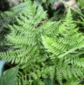 Pseudocystopteris aff.spinulosa CBCH211