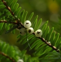 Pseudotaxus chienii
