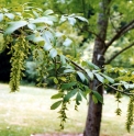 Pterocarya rhoifolia CMBJP1977