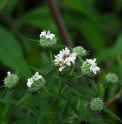 Pycnanthemum tenuifolium 