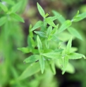 Pycnanthemum californicum