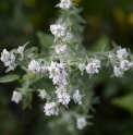 Pycnanthemum pilosum