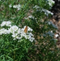 Pycnanthemum  virginianum