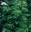 Pyrus pashia