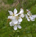 Pyrus sinkiangensis