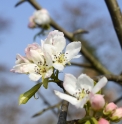 Pyrus ussuriensis