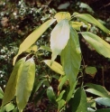 Quercus gilva 