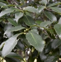 Quercus glauca 