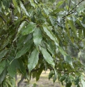 Quercus salicina 