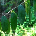 Rhamnus davurica subsp.nipponica 