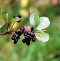Rhaphiolepis indica var.umbellata CMBJP1877