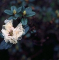 Rhododendron anthopogon