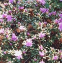 Rhododendron impeditum 