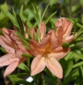 Rhododendron japonicum