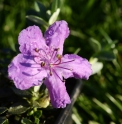 Rhododendron calostrotum var.keleticum 