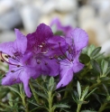 Rhododendron radicans