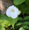 Rhodotypos scandens 'Grandiflora'