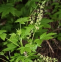 Ribes bracteosum