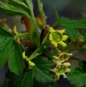 Ribes fasciculatum var.chinense