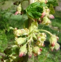 Ribes janczewskii KZ5257