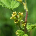 Ribes kialanum CBCH486 