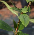 Ribes laurifolium