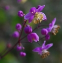 Thalictrum rochebrunianum