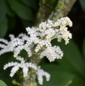 Rodgersia aesculifolia