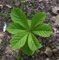 Rodgersia henrici