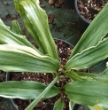 Rohdea japonica 'Talbot Manor' 