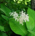 Rodgersia podophylla