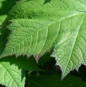 Rodgersia podophylla 'Bloody Wheels'