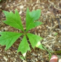 Rodgersia podophylla 'Crow leaf'