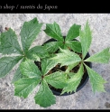 Rodgersia podophylla 'Shiro fu'